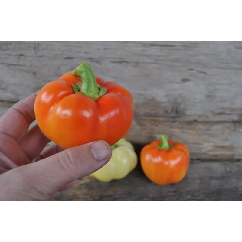 Alma Paprika Pepper (70 Days)
