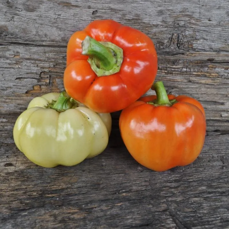Alma Paprika Pepper (70 Days)