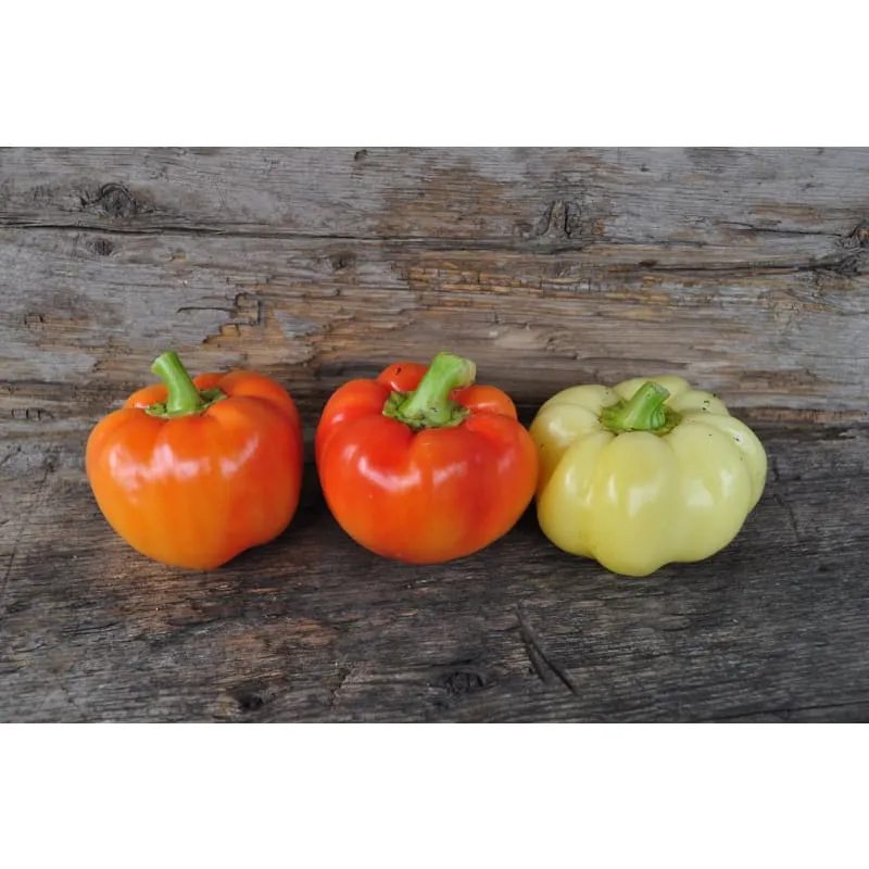 Alma Paprika Pepper (70 Days)