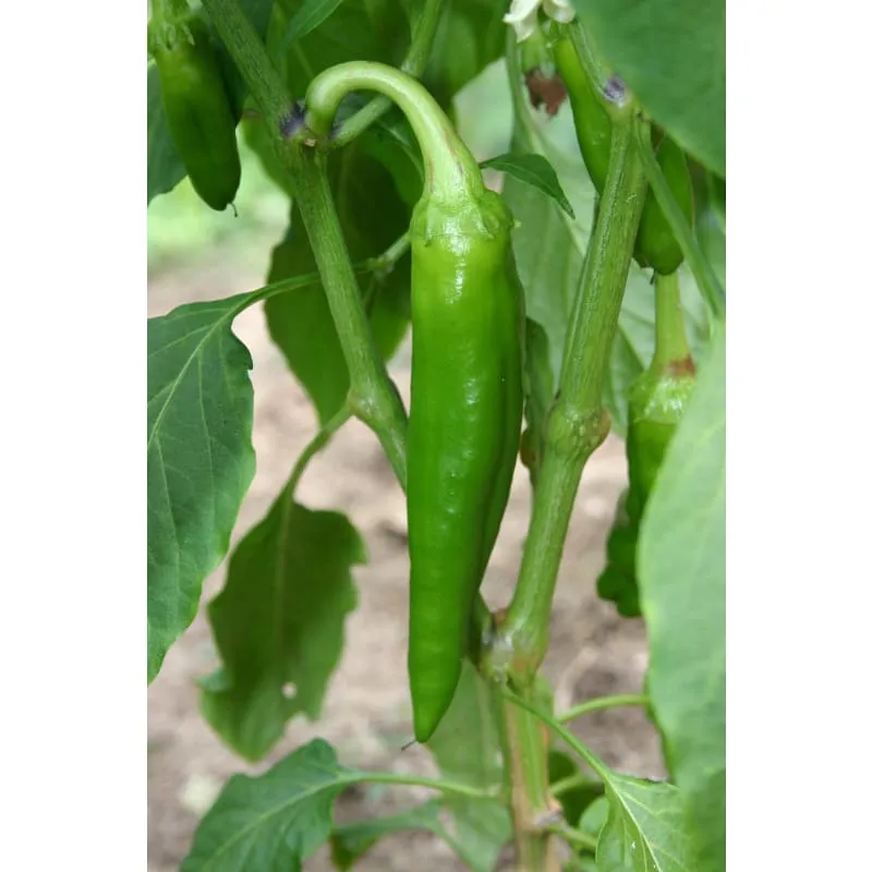 Anaheim Hot Pepper (Heirloom, 80 Days)