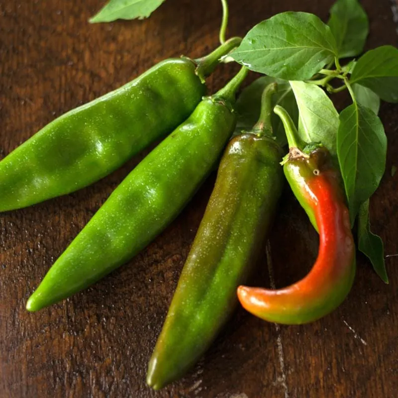 Anaheim Hot Pepper (Heirloom, 80 Days)