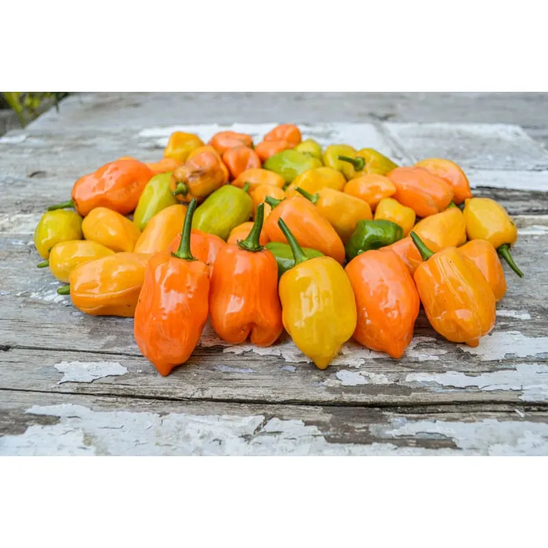 Habanero Hot Pepper (Heirloom 90 Days)
