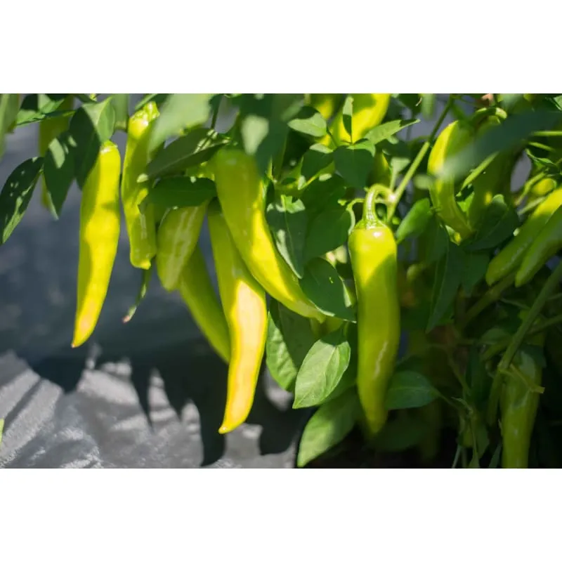 Italian Pepperoncini Pepper (75 Days)