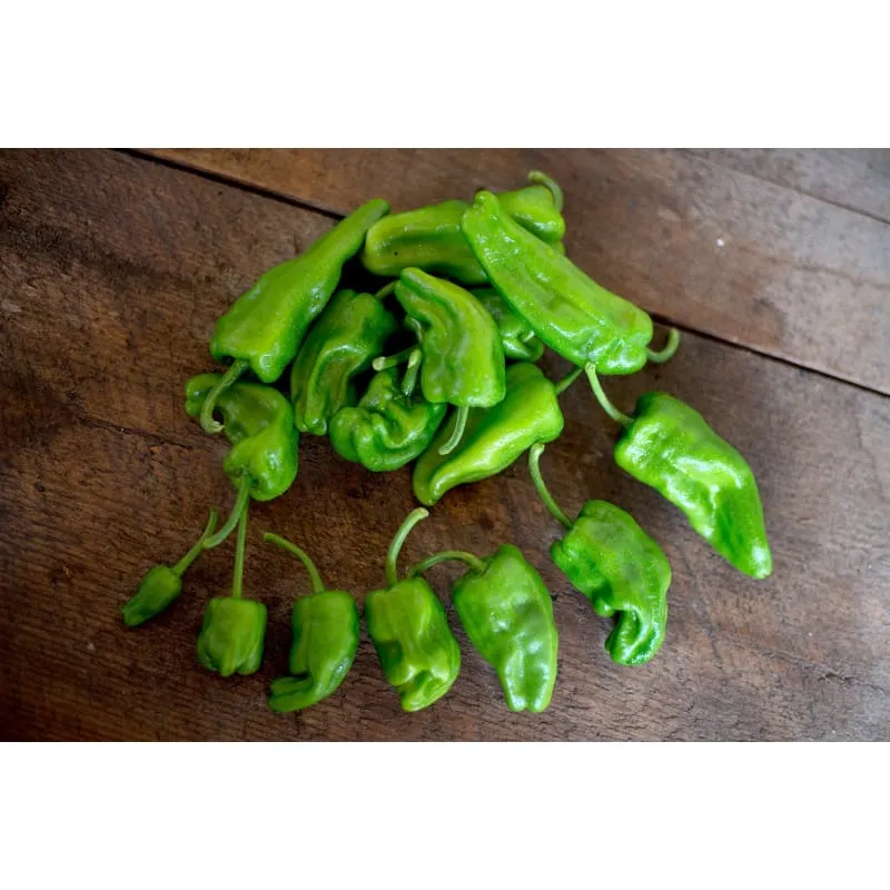Padrón Pepper (Heirloom 60 Days)